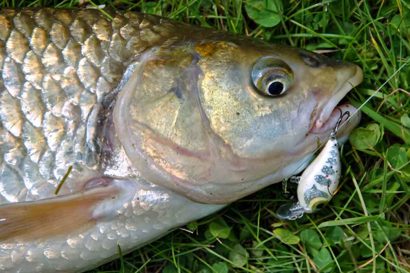 Šapalai ir vobleriai. Labai platus mažų voblerių asortimentas Šapalai ir vobleriai. Labai platus mažų voblerių asortimentas