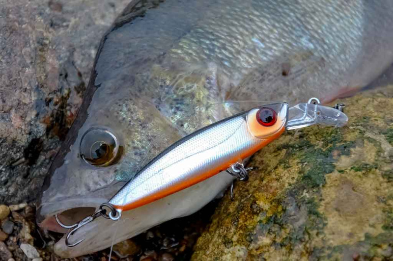 Tvičingas. Ar būtina pilna dėžė voblerių? Tvičingas. Ar būtina pilna dėžė voblerių?