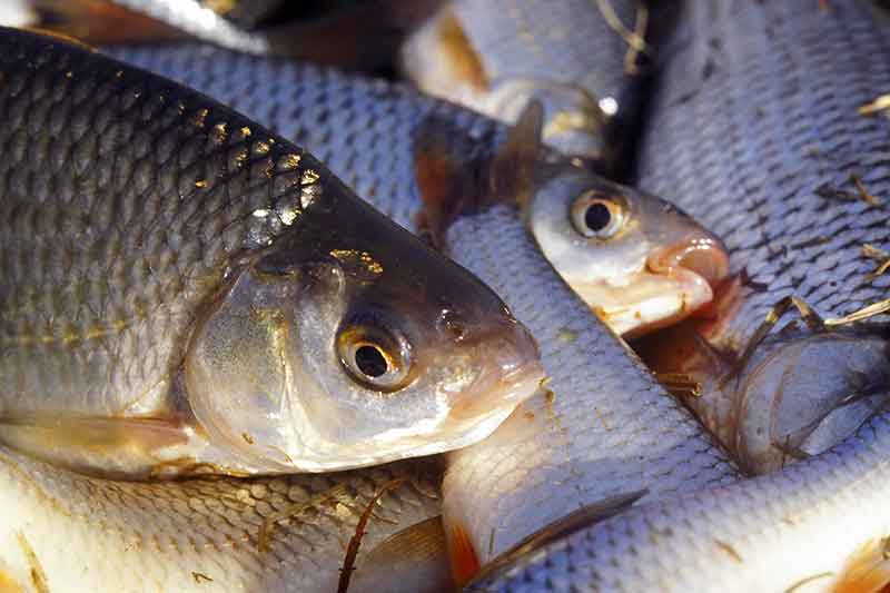 Kodėl reikia dažyti jauką Kodėl reikia dažyti jauką