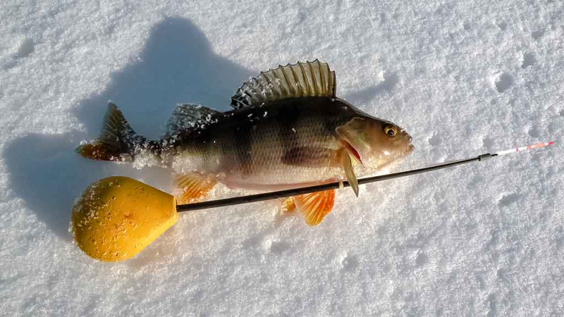 Viduržiemio ešeriai Viduržiemio ešeriai