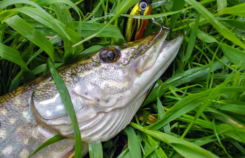 Ar iš balos tas gražumas. Ypatingai godi plėšrūnė Ar iš balos tas gražumas. Ypatingai godi plėšrūnė