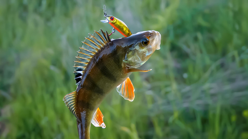 Kodėl kitiems kimba, o man – ne Kodėl kitiems kimba, o man – ne