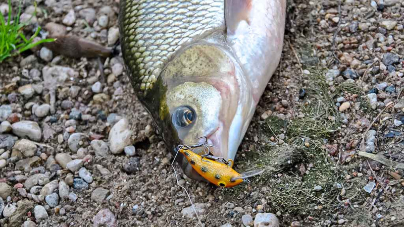 Meknių gaudymas vobleriais  Meknių gaudymas vobleriais