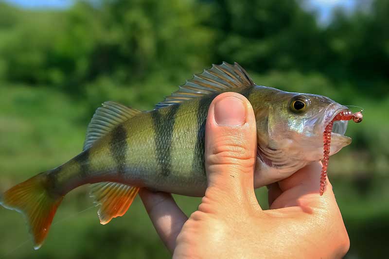 Apie firminius ir „namų darbo“ galvakablius Apie firminius ir „namų darbo“ galvakablius