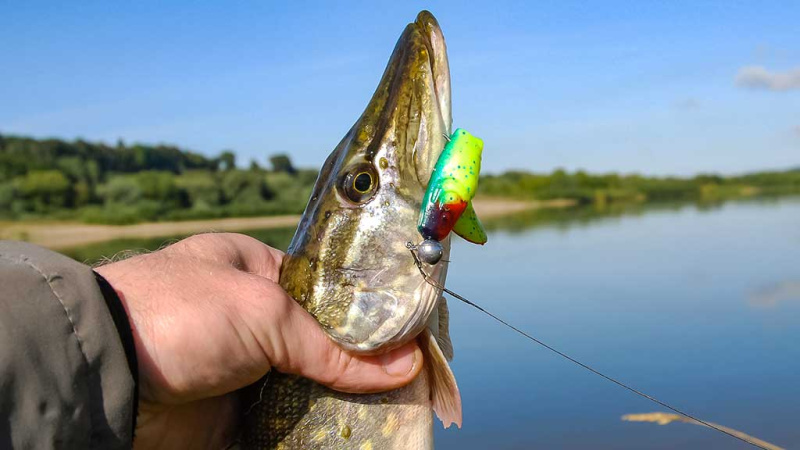 Džigavimas grobuonių akimis Džigavimas grobuonių akimis