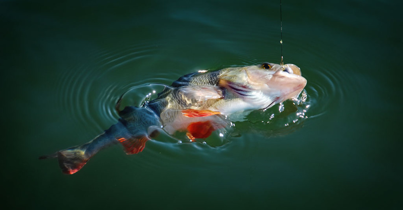 Kodėl drumsčiasi vanduo ir kaip į tai reaguoja žuvys Kodėl drumsčiasi vanduo ir kaip į tai reaguoja žuvys
