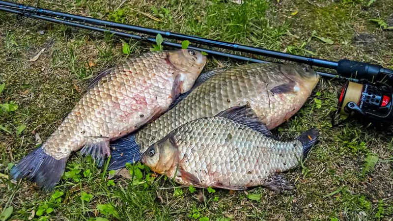 Karosų meškeriojimas naudojant waggler plūdę Karosų meškeriojimas naudojant waggler plūdę