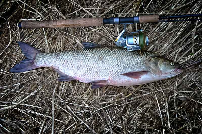 Jei sausį smarkiai atšyla. Spiningavimas Jei sausį smarkiai atšyla. Spiningavimas