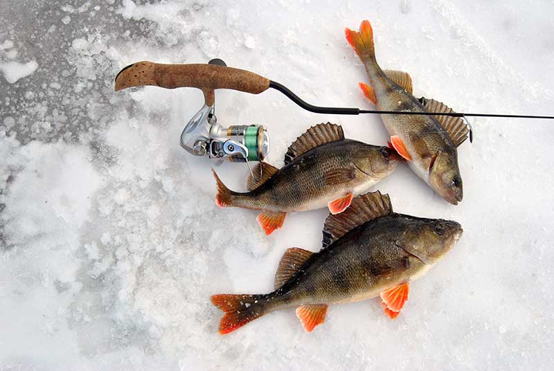 Kai ešeriai nosimis baksnoja ledą Kai ešeriai nosimis baksnoja ledą