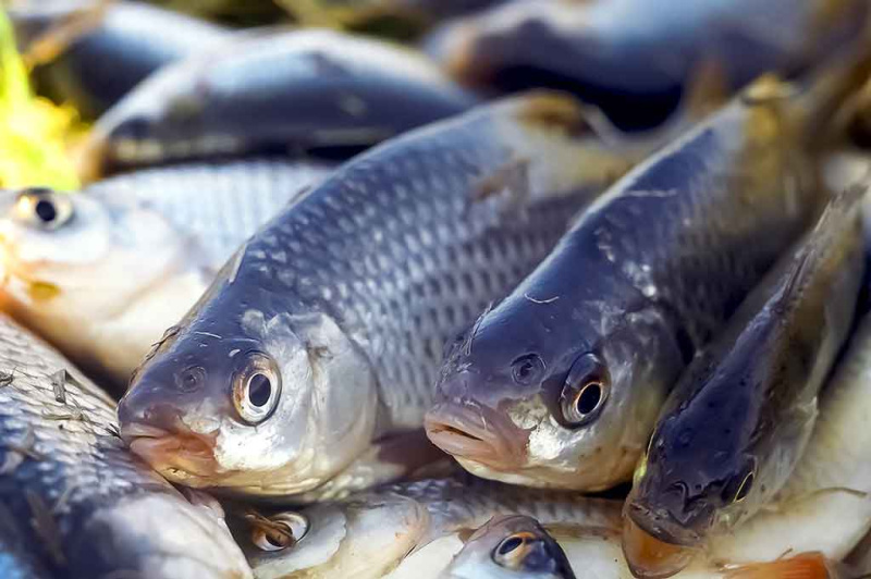 Kuoja, kuriai reikia tvirto pavadėlio Kuoja, kuriai reikia tvirto pavadėlio