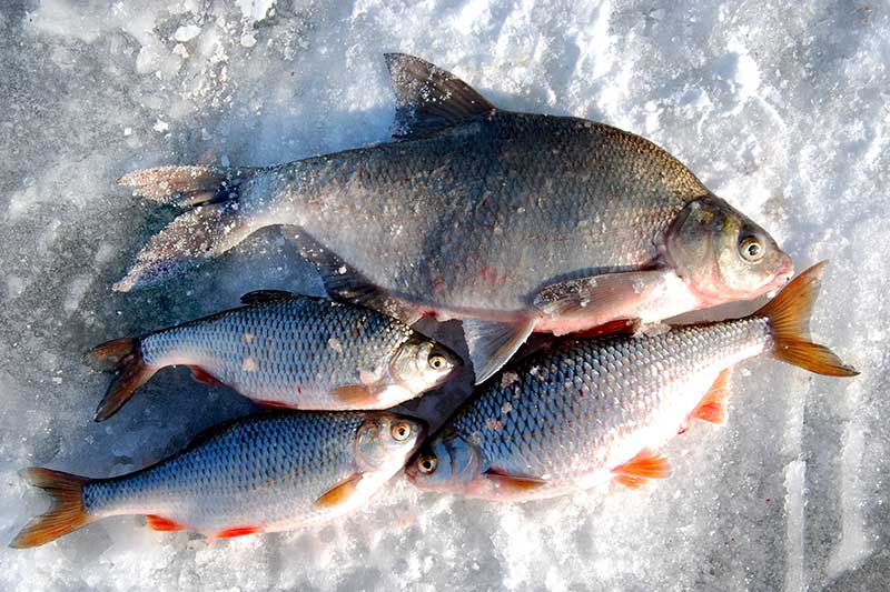 Paprasčiausias būdas pagauti kuoją Paprasčiausias būdas pagauti kuoją