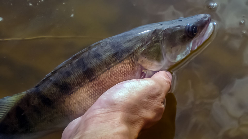 Tvenkinių sterkai įpusėjus rudeniui Tvenkinių sterkai įpusėjus rudeniui