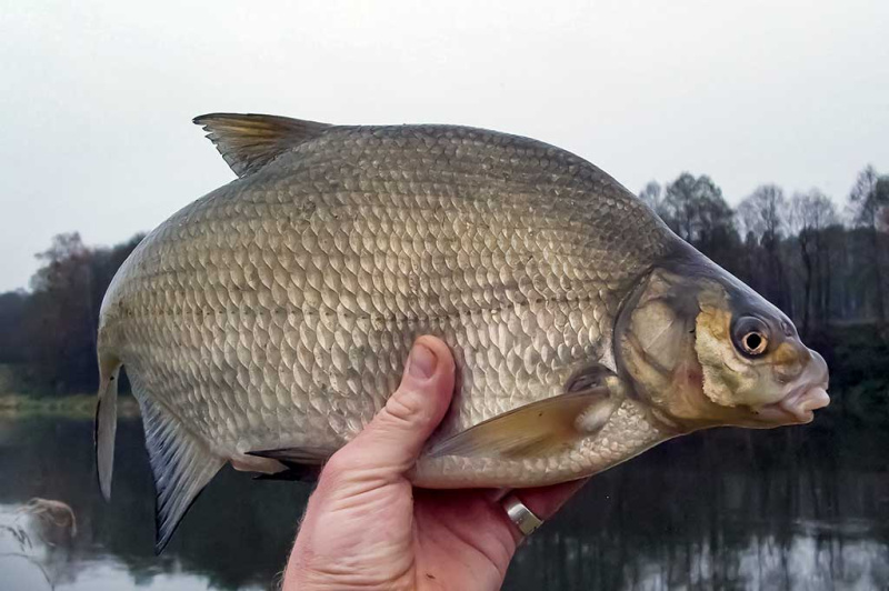 Geriau dugninė su šėryklėle ar be jos? Geriau dugninė su šėryklėle ar be jos?