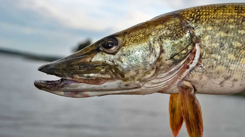 Upė ir lydekos. Prie pat kranto Upė ir lydekos. Prie pat kranto