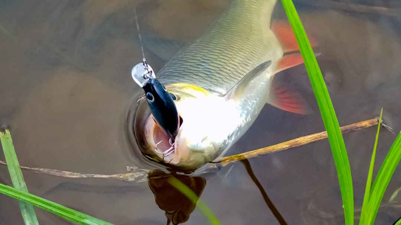 Šapalų spiningavimas pavasarį Šapalų spiningavimas pavasarį