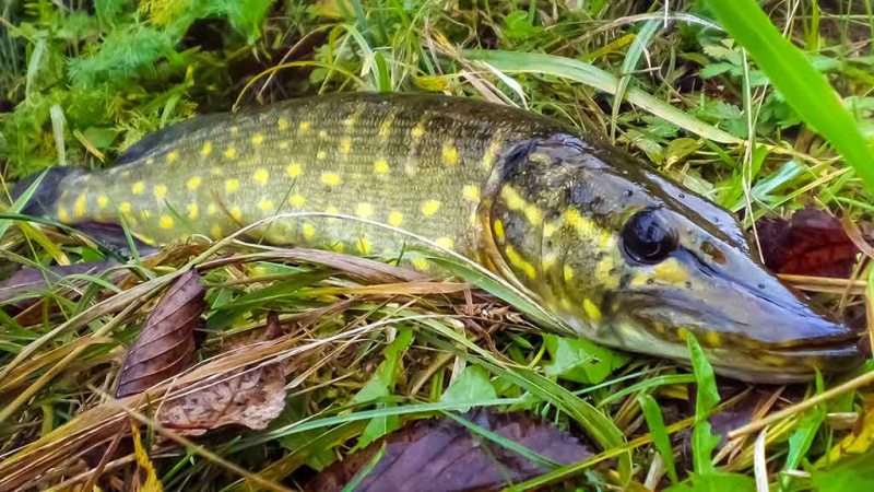 Kaip žvejoti lydekas ten, kur jų niekas negaudo  Kaip žvejoti lydekas ten, kur jų niekas negaudo