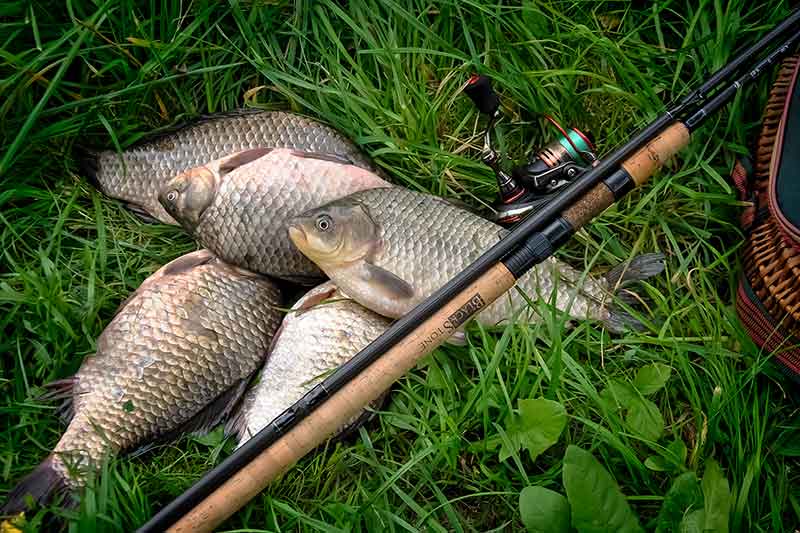 Paprastai apie plūdę. Antenėlė Paprastai apie plūdę. Antenėlė