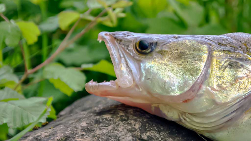 Kuomet sterkai pakyla. Pirma dalis Kuomet sterkai pakyla. Pirma dalis