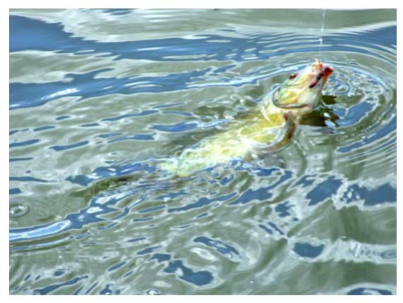 Atvirkščioji mitų apie lynus pusė Atvirkščioji mitų apie lynus pusė