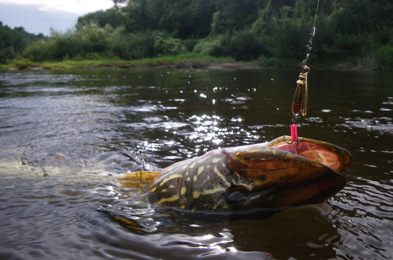 Masalų kibumo anomalijos. Sukriukės Masalų kibumo anomalijos. Sukriukės
