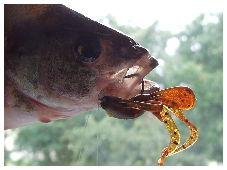 Guminukų išvaizda – neįprasta, bet ešeriai juos atakuoja Guminukų išvaizda – neįprasta, bet ešeriai juos atakuoja