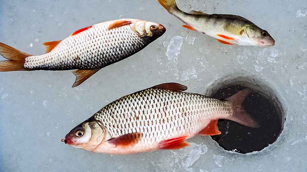 Kuoja Kuoja