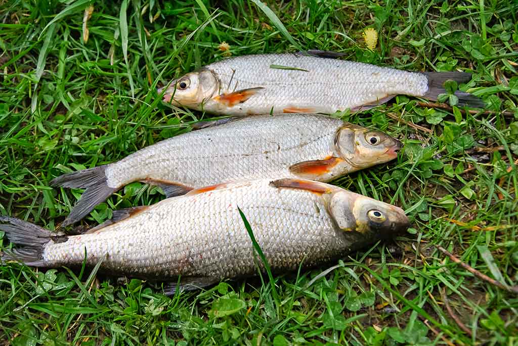 Žiobris