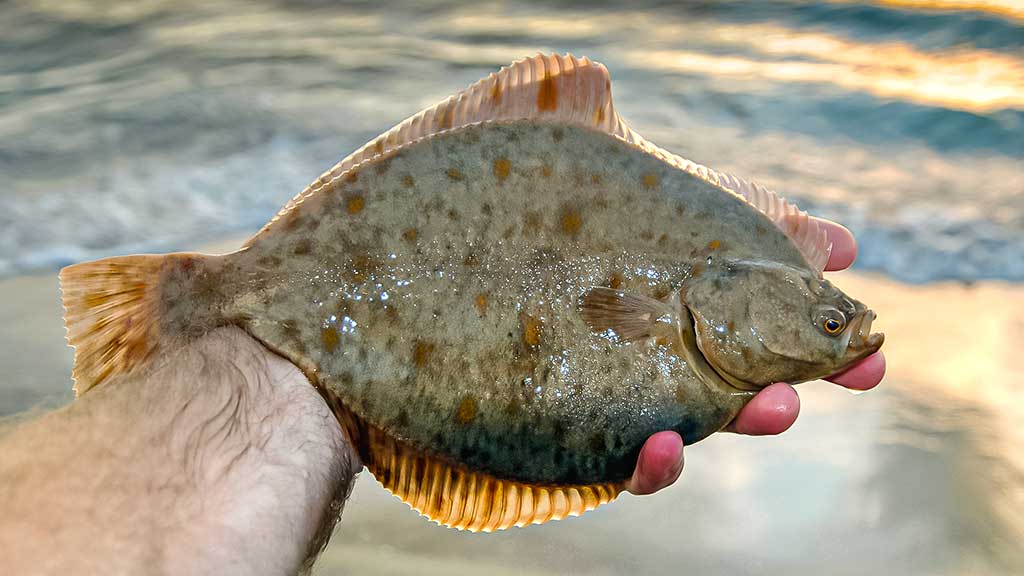 Plekšnė