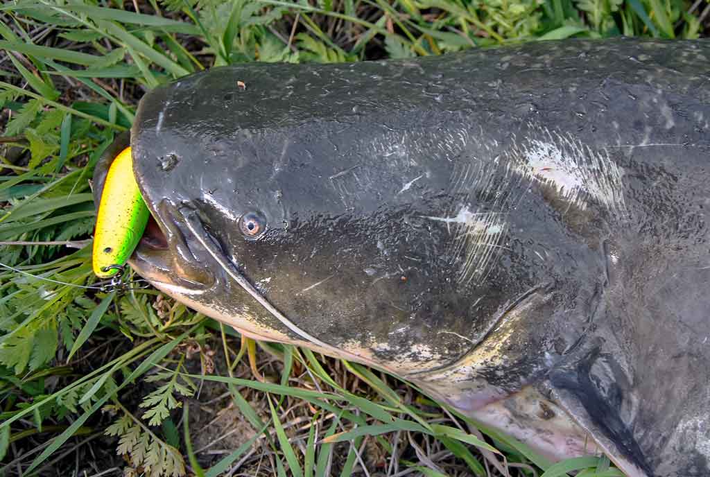 Tas sunkiai pagaunamas šamas. Pirma dalis