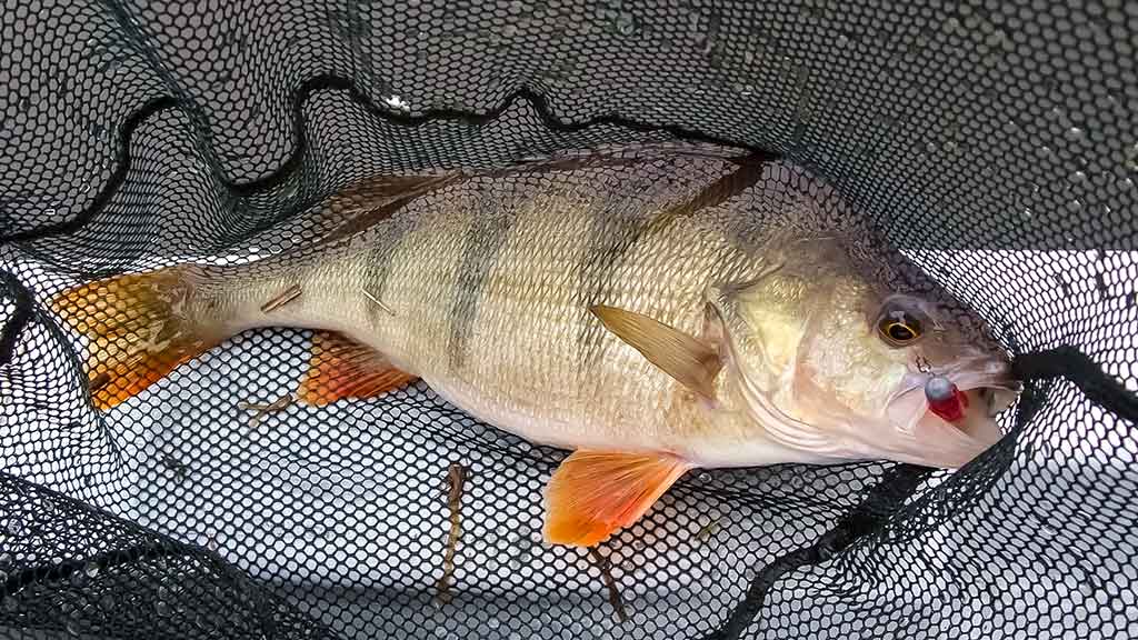 Ešerių žūklė guminukais. Tikrajam rudeniui prasidėjus Ešerių žūklė guminukais. Tikrajam rudeniui prasidėjus