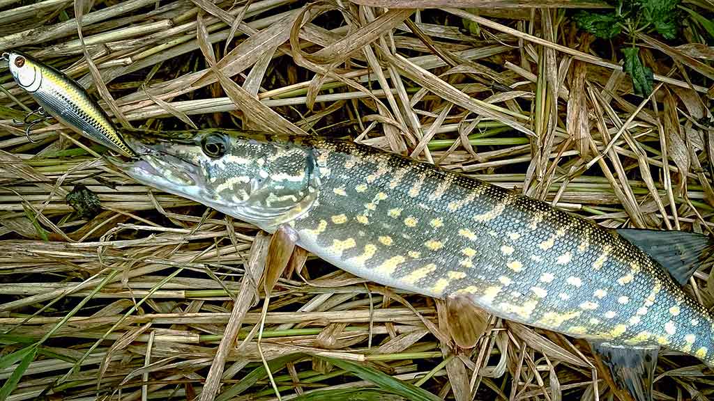 Dideli mažų upių siurprizai Dideli mažų upių siurprizai