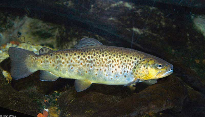 Upėtakis