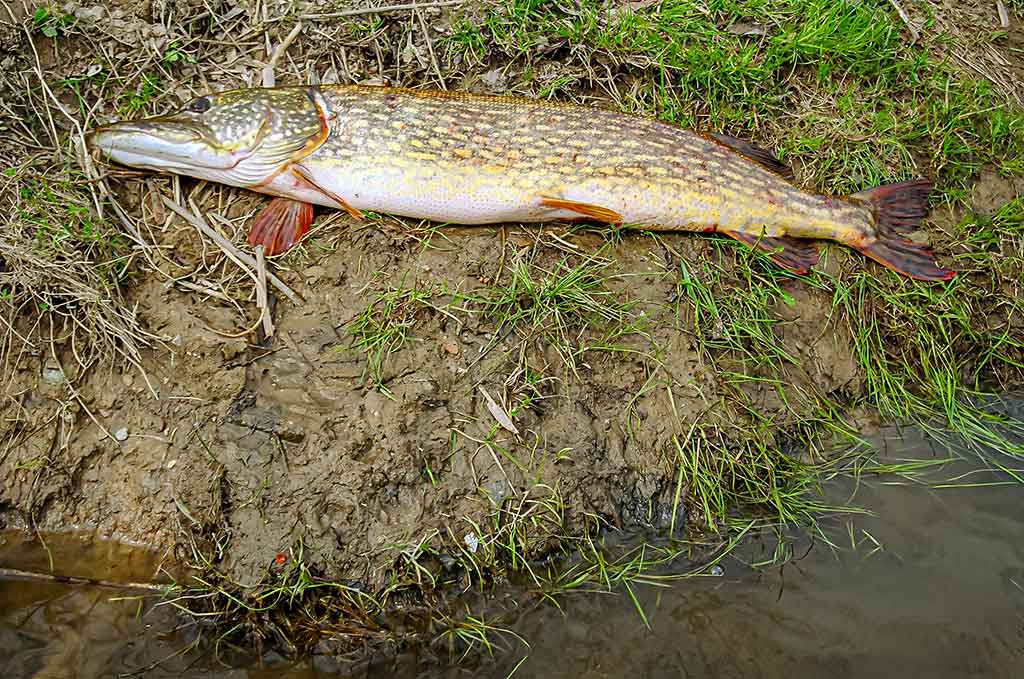 Dambologija. Pirma dalis