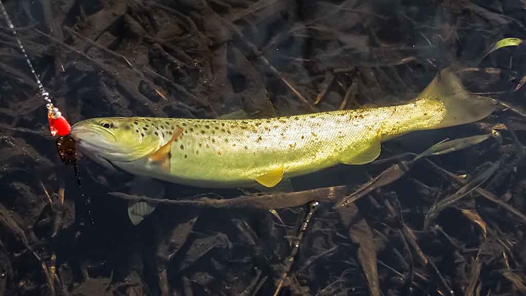 Upėtakis