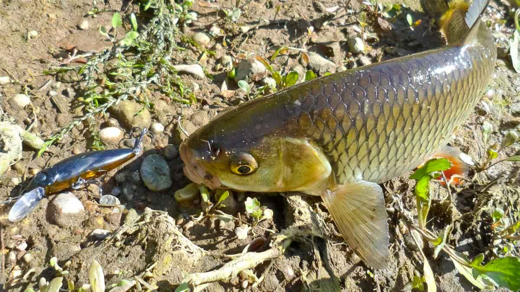 Šapalų žūklė, kai ateina gegužis. Pirma dalis Šapalų žūklė, kai ateina gegužis. Pirma dalis