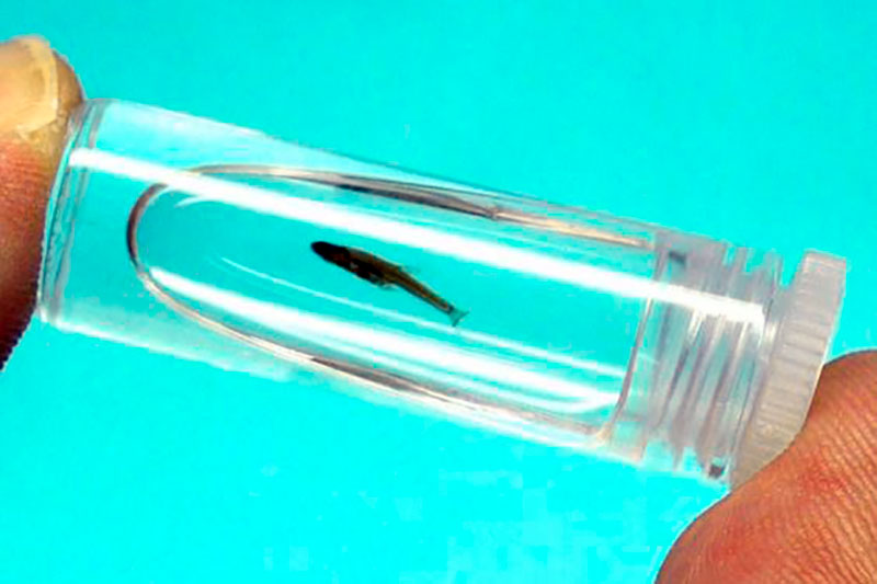 Paedocypris progenetica