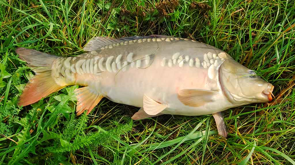 Karpis