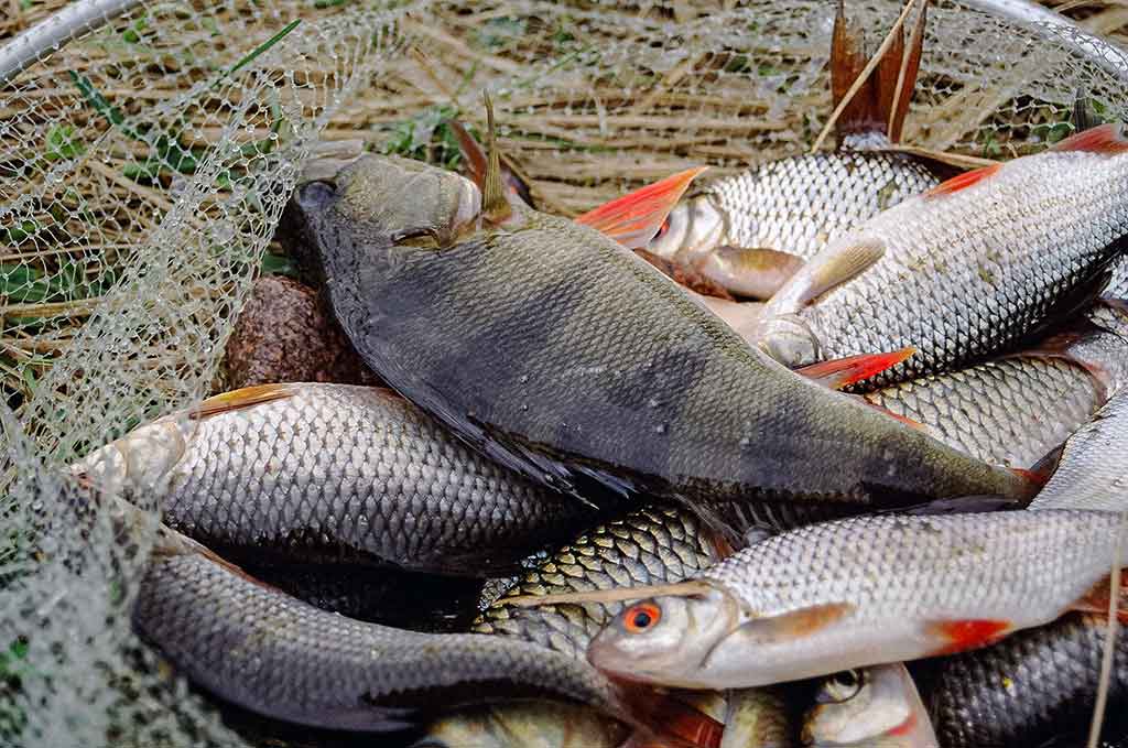 Nubudusio vandens vilionės. Pirma dalis