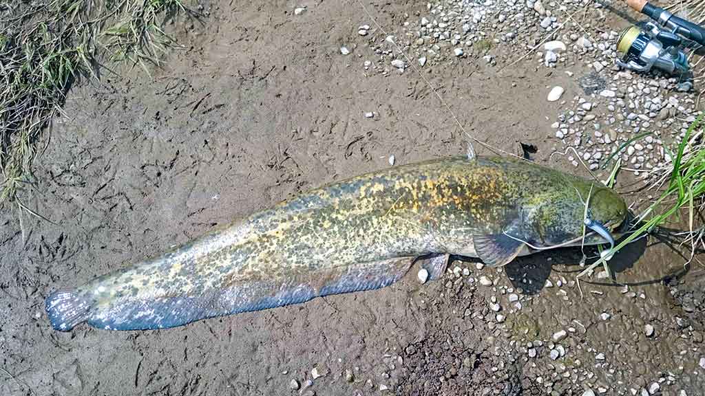 Ar sunku išmokti spiningauti? Trečia dalis