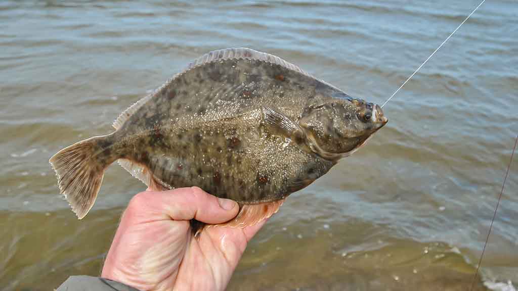 Kaip pagauti Baltijos plekšnę. Išsamiau apie jūrinę įrangą