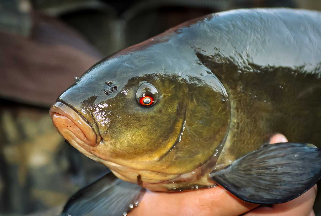 Brėkštančio ryto žuvys. Pirma dalis