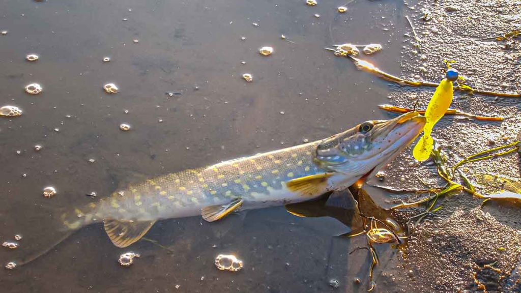 Dambologija. Pirma dalis