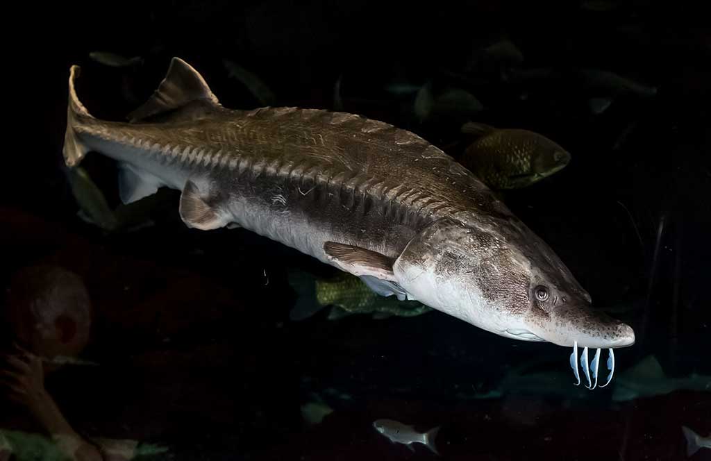 Didysis eršketas arba beluga - Huso huso Didysis eršketas arba beluga - Huso huso