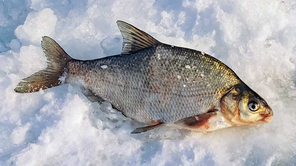 Šiek tiek kitaip apie karšių jaukinimą