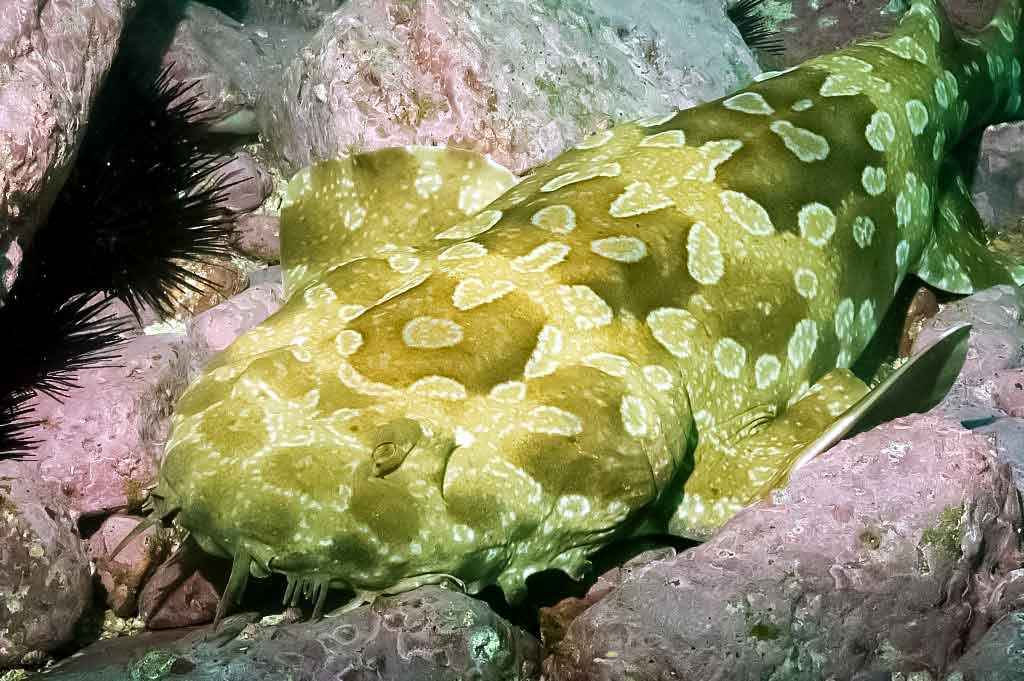 Kiliminis ryklys - Orectolobiformes Kiliminis ryklys - Orectolobiformes