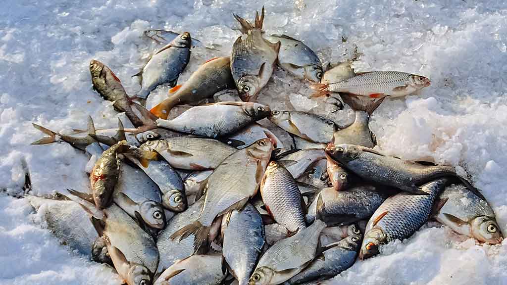 Šiek tiek kitaip apie karšių jaukinimą