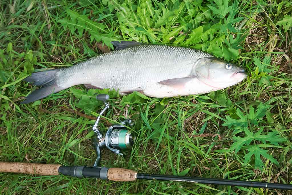 Ar patinka silikonas salačiams? Pirma dalis
