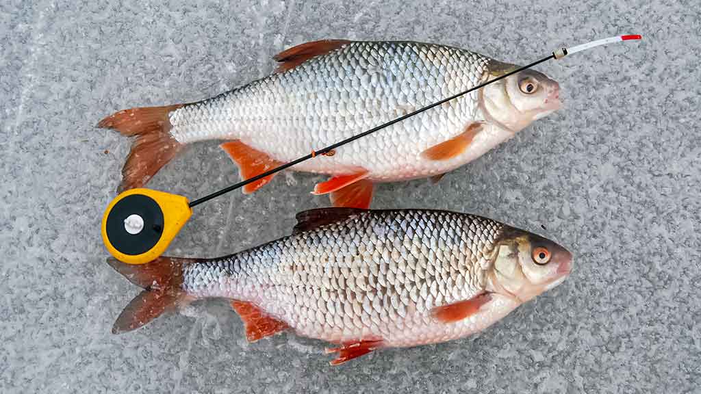 Kaip paruošti meškerę poledinei žūklei Kaip paruošti meškerę poledinei žūklei
