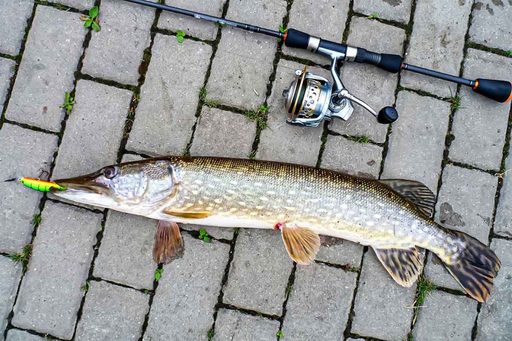 Ar sunku įsisavinti tvičingą? Spiningas Ar sunku įsisavinti tvičingą? Spiningas