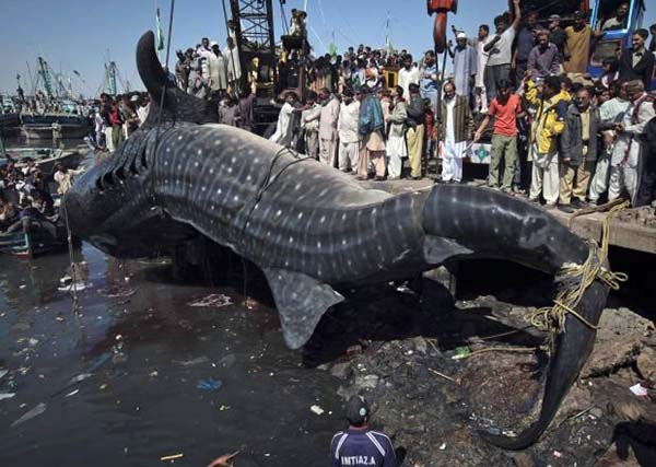Bangininis ryklys (Rhincodon typus) Bangininis ryklys (Rhincodon typus)